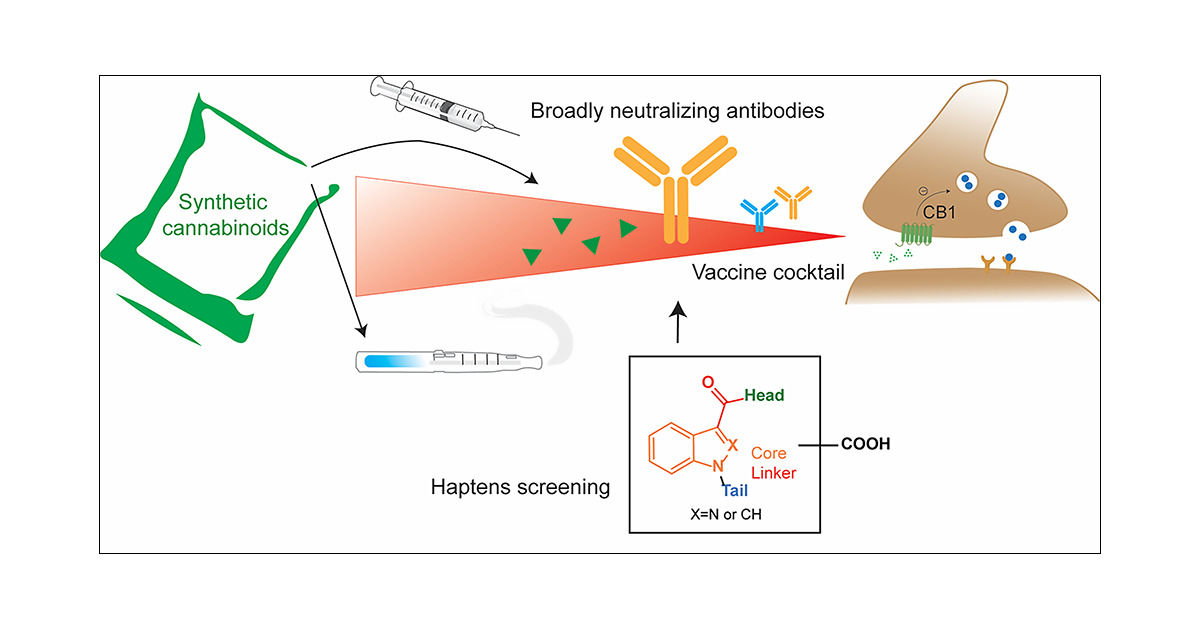 LabJanda's tweet card. Synthetic cannabinoids (SCs) constitute a significant portion of psychoactive substances forming a major public health risk. Due to the wide variety of SCs, broadly neutralizing antibodies generated...