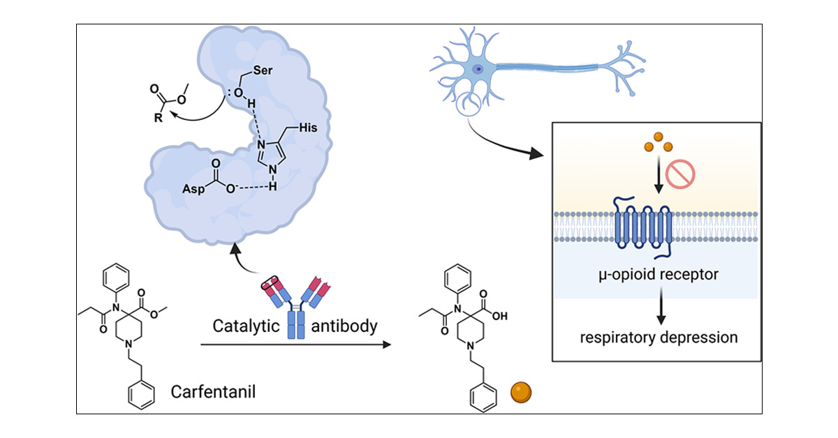 LabJanda's tweet card. Carfentanil, the most potent of the fentanyl analogues, is at the forefront of synthetic opioid-related deaths, second to fentanyl. Moreover, the administration of the opioid receptor antagonist...