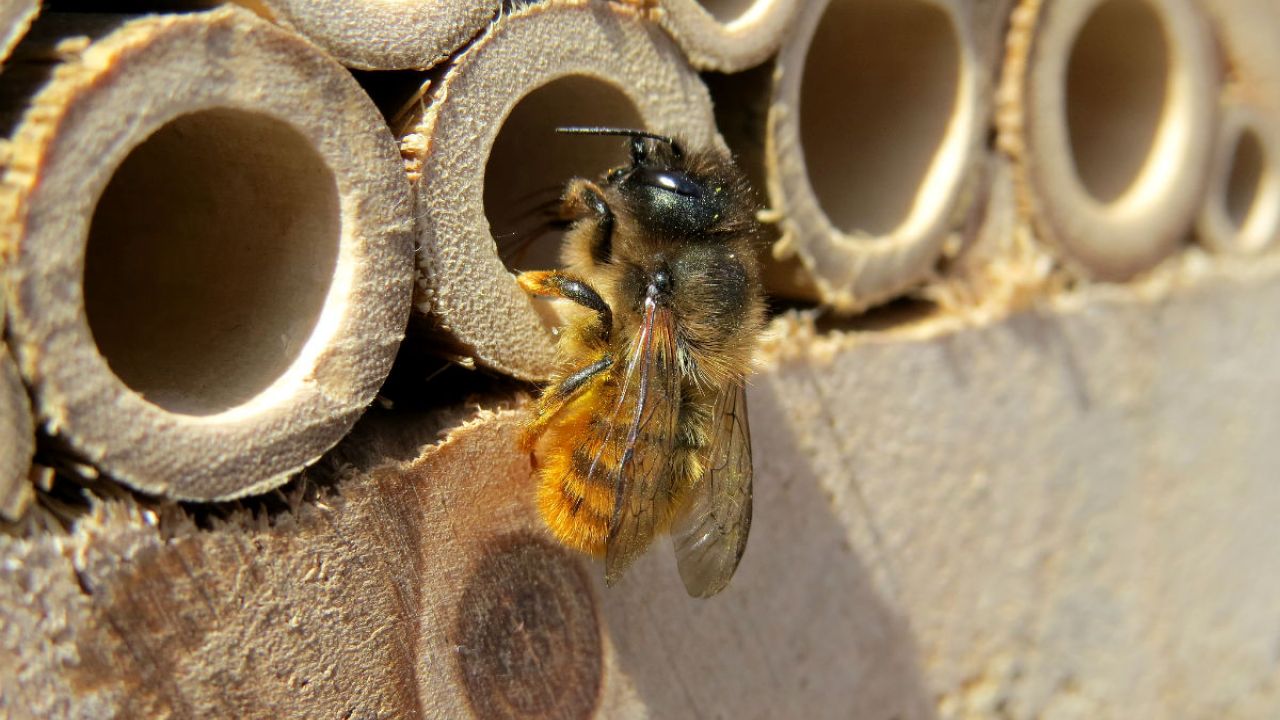 projectPlanBee's tweet card. Fancy introducing a bit of the natural world into your life? Follow our simple instructions and build a bee hotel.