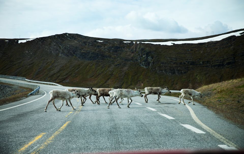 NTB_PRM's tweet card. Det grønne skiftet krever arealer og tilgang på naturressurser. Samiske interesser og eksisterende arealbruk kan bli påvirket av nye tiltak.