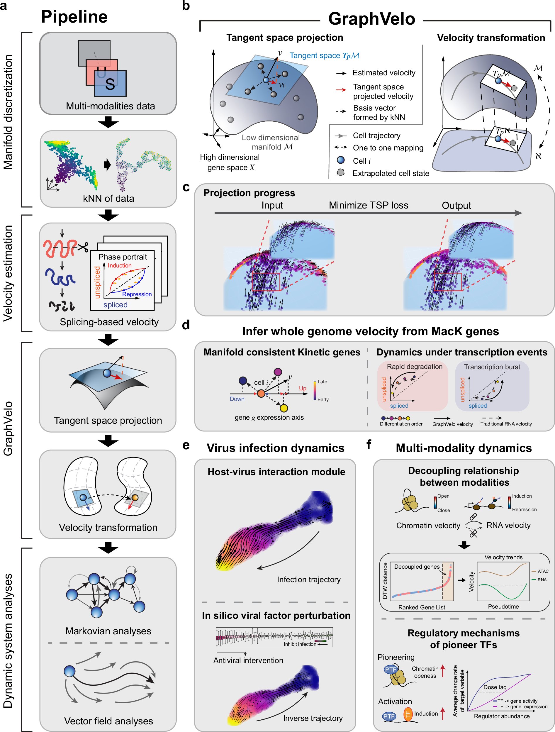 LabZhu's tweet card. Nature Communications - RNA velocity offers insight into cell dynamics but faces key limitations across modalities. Here, authors present GraphVelo, a machine learning framework that refines and...