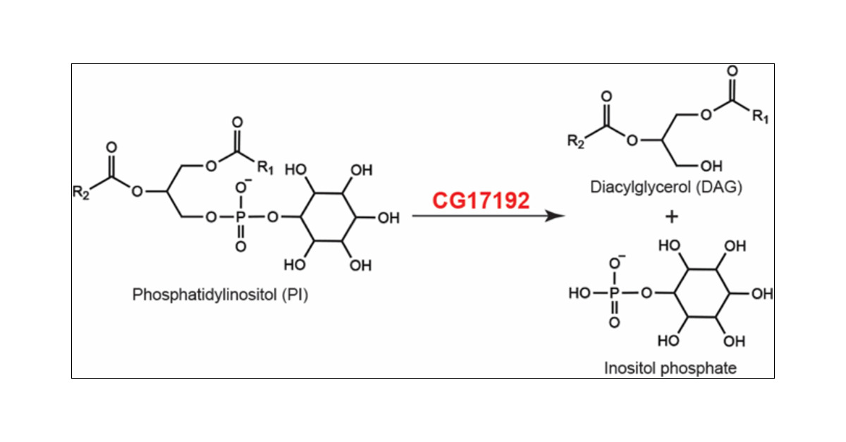 KamatLab_IISER's tweet card. The chemoproteomics technique, activity-based protein profiling (ABPP), has proven to be an invaluable tool in assigning functions to enzymes. The serine hydrolase (SH) enzyme superfamily, in...