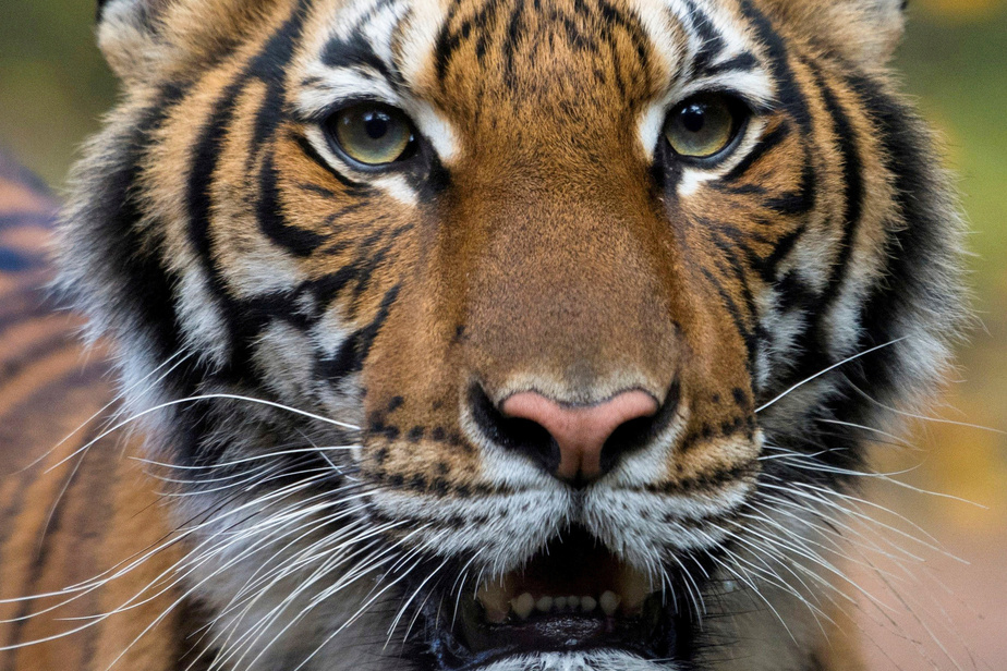 VilleStanstead's tweet card. Un tigre du zoo du Bronx à New York a été testé positif à la COVID-19, a annoncé l’institution, une maladie que le félin aurait contractée auprès d’un gardien ne présentant alors aucun symptôme.