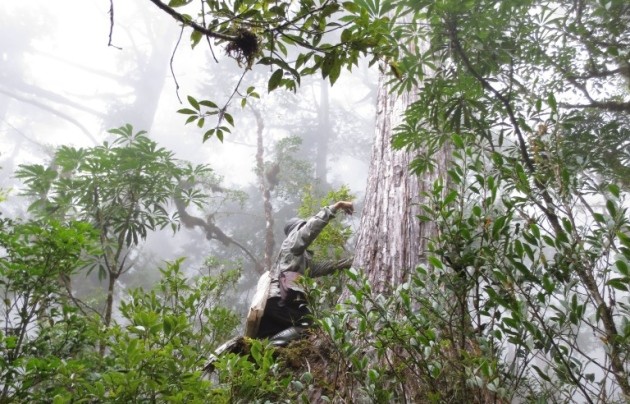 trilliontrees's tweet card. Nature - Combination approach uses ground-based surveys and satellites to find many more trees than anticipated.