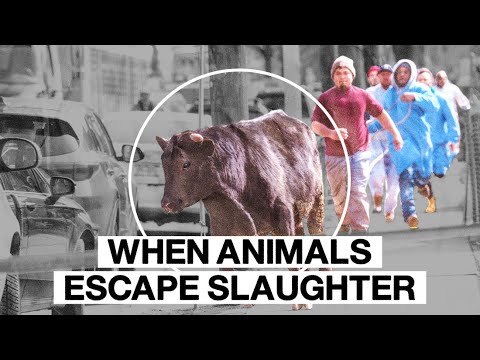 rebelCoderRU's tweet card. WHEN ANIMALS ESCAPE SLAUGHTER