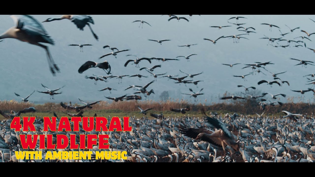 __sseal's tweet card. 4K Natural Wildlife With (Ambient/Relaxing/Study/Sleep Aid/Focus)...