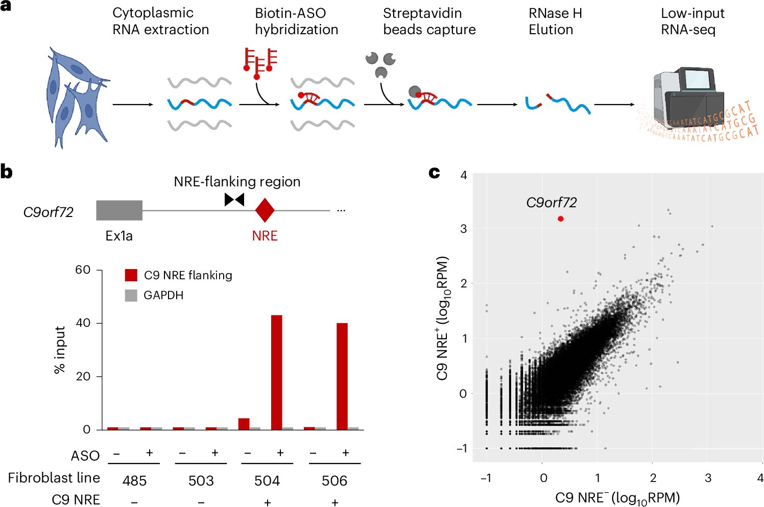 guo_lab's tweet card. Nature Neuroscience - By selectively isolating and sequencing the rare RNA transcripts containing C9orf72 repeat expansion from ALS–FTD neurons, the authors uncover an alternative splicing...