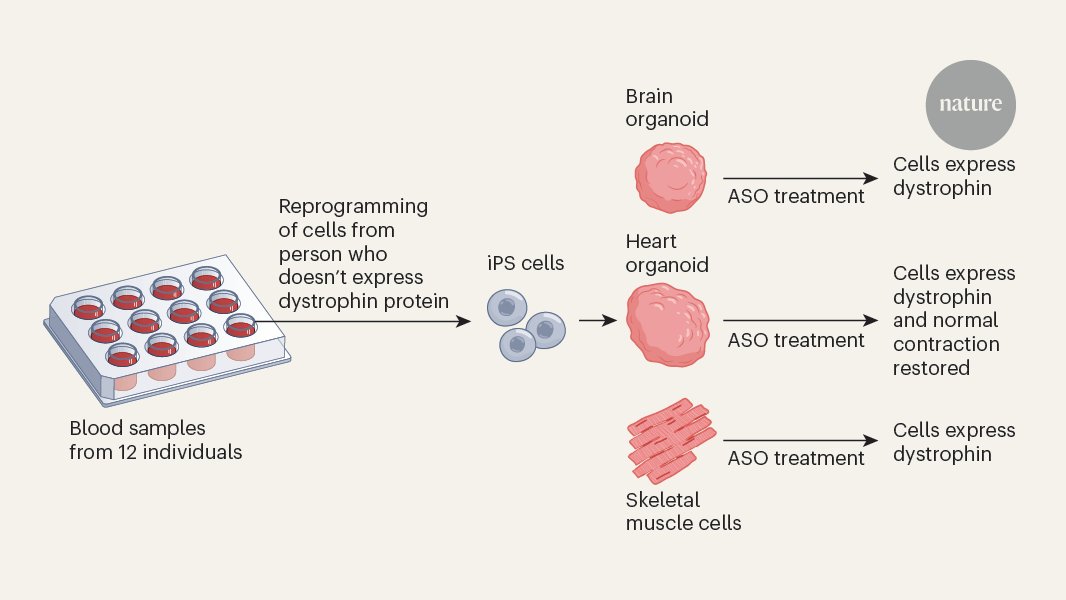 Nature's tweet card. Nature - Platform to accelerate the testing of antisense oligonucleotides.
