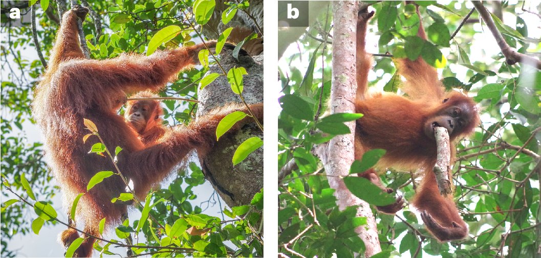 NatureHumBehav's tweet card. Nature Human Behaviour - Howard-Spink et al. develop an empirically based model of orangutan diet development, which suggests that social learning is vital for orangutans to acquire varied diets.