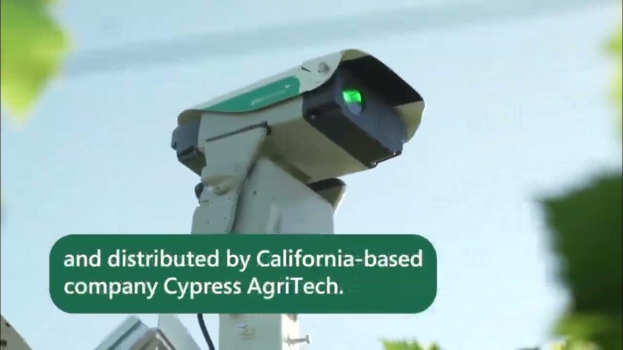 CypressAgriTech's tweet card. Grape Grower Renews Belief in Bird Laser Technology