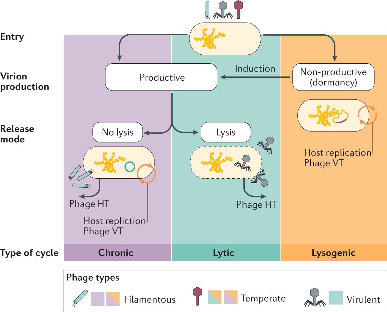BEELab_IISc's tweet card. Nature Reviews Microbiology - In this Review, Chevallereau et al. explore the composition and evolution of phage communities as well as their roles in controlling the population and evolutionary...