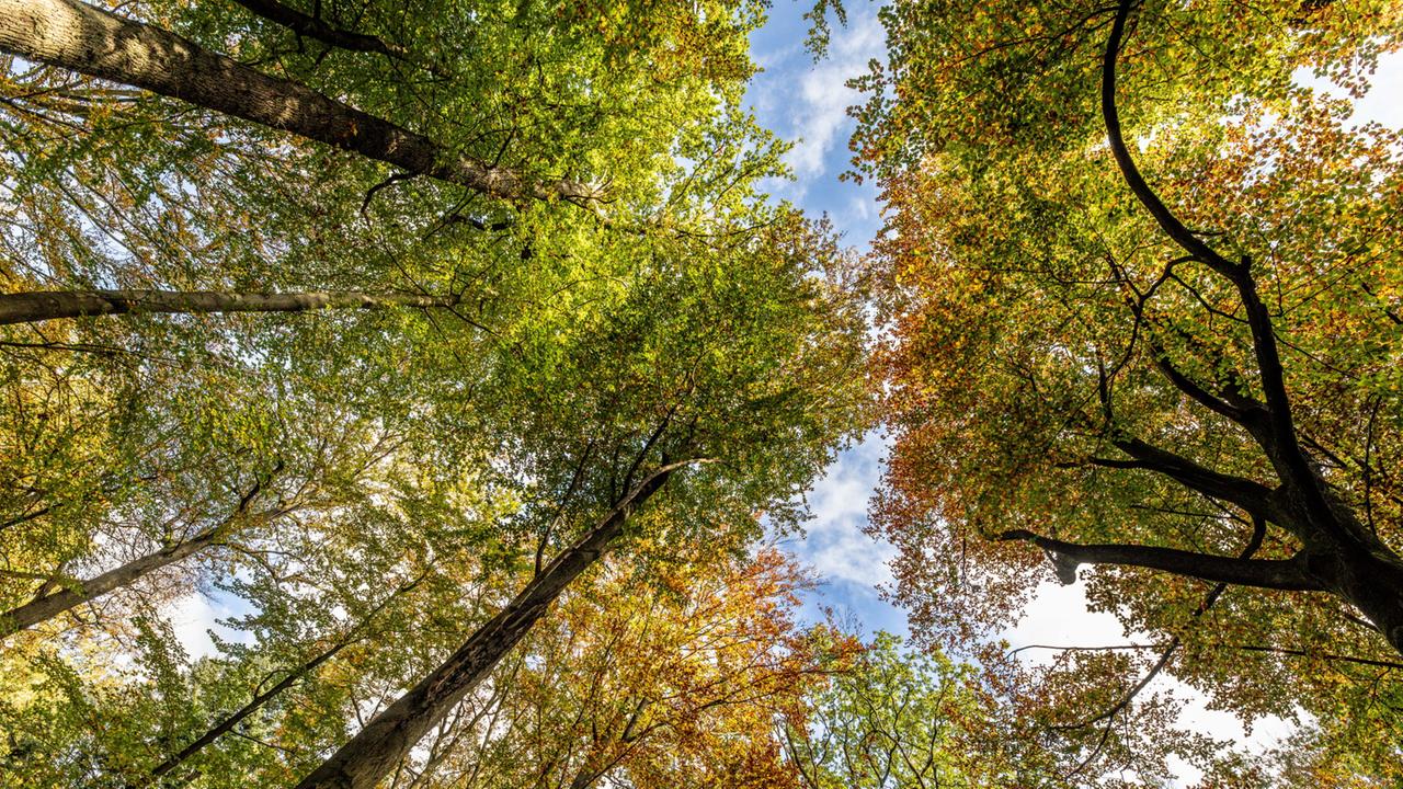 tagesschau's tweet card. Patienten brauchen weniger Schmerzmittel, wenn sie vom Krankenbett ins Grüne schauen. Eine neue Studie zeigt nun: Schon das Betrachten eines Naturvideos reduziert akute körperliche Schmerzen. Von M....