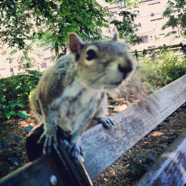 RumisFieldBlog's tweet card. Along with chasing sunsets, here’s my other hobby: squirrel watching.      