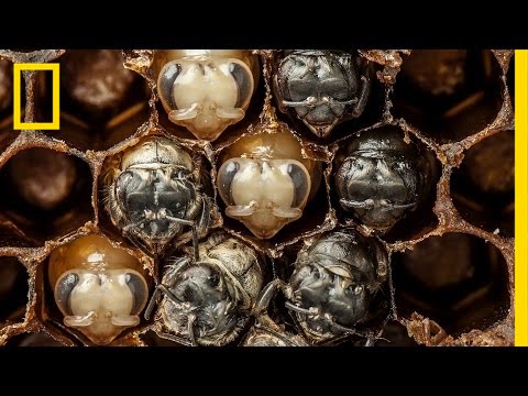 CcsFunded's tweet card. Amazing Time-Lapse: Bees Hatch Before Your Eyes | National Geographic