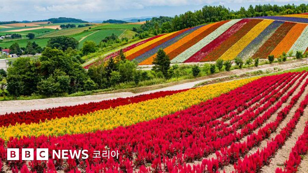 BBCNewsKorea_u's tweet card. 일본은 한때 전 세계 반도체 및 전자 기술을 지배했으나, 시간이 지나며 대만, 한국, 중국 등에 추월당했다.