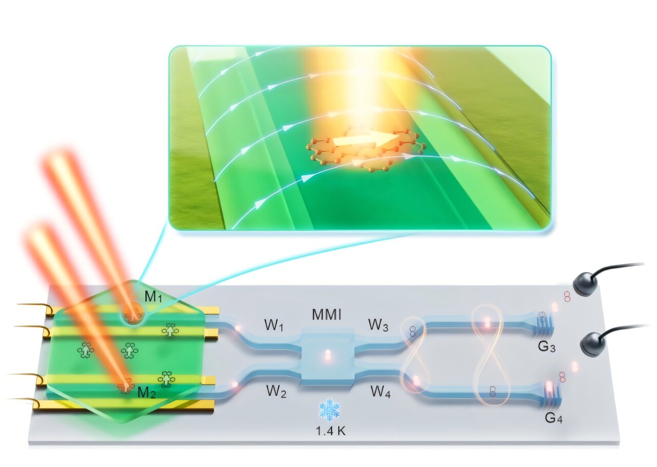 physorg_com's tweet card. Photonic quantum processors, devices that can process information leveraging quantum mechanical effects and particles of light (photons), have shown promise for numerous applications, ranging from...