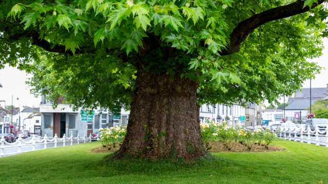TheStreetTree's tweet card. Over the last two years, I’ve been researching, and writing up, accounts of great trees in Britain and Ireland. I’m very relieved to say that I’ve finally completed this task, and the manuscript is…