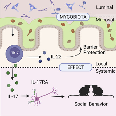Bilum6's tweet card. Mucosa-associated fungi protect against intestinal injury and infection through the induction of IL-22 by Th cells and foster social behavior via IL-17 signaling in neurons.