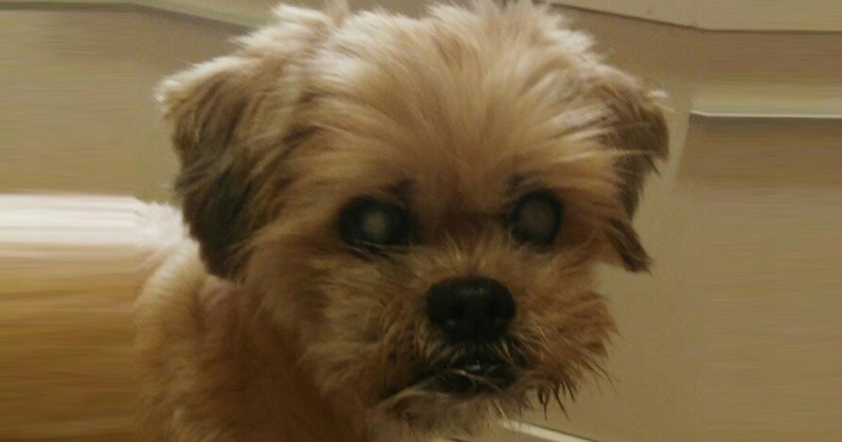 SimoneSimoni11's tweet card. Mi sembra bene avere un ospedale Pubblica Veterinaria gratuito per i nostri animali domestici, dal momento che molti amanti degli animali non possono permettersi i costi dei loro animali domestici di