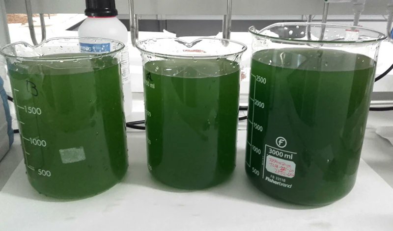 MontillaAbierta's tweet card. Un equipo de investigación del Departamento de Ingeniería Química, Ambiental y de los Materiales de la Universidad de Jaén (UJA) ha obtenido biomasa producida por una microalga que descontamina aguas...