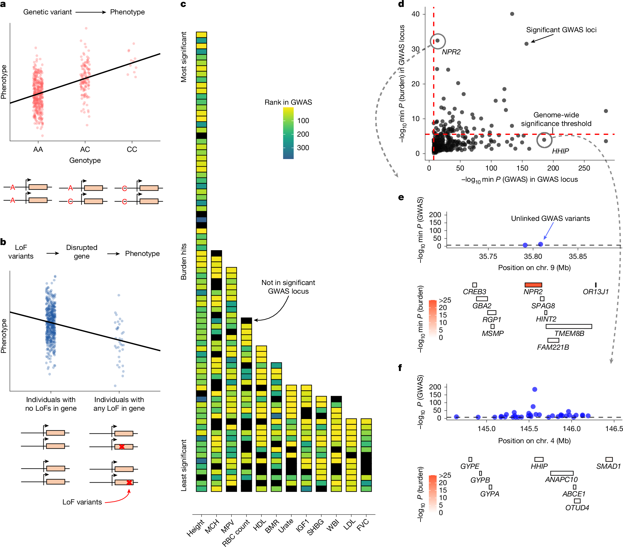 Hakha_Most's tweet card. Nature - Genetic association tests prioritize candidate genes based on different criteria.