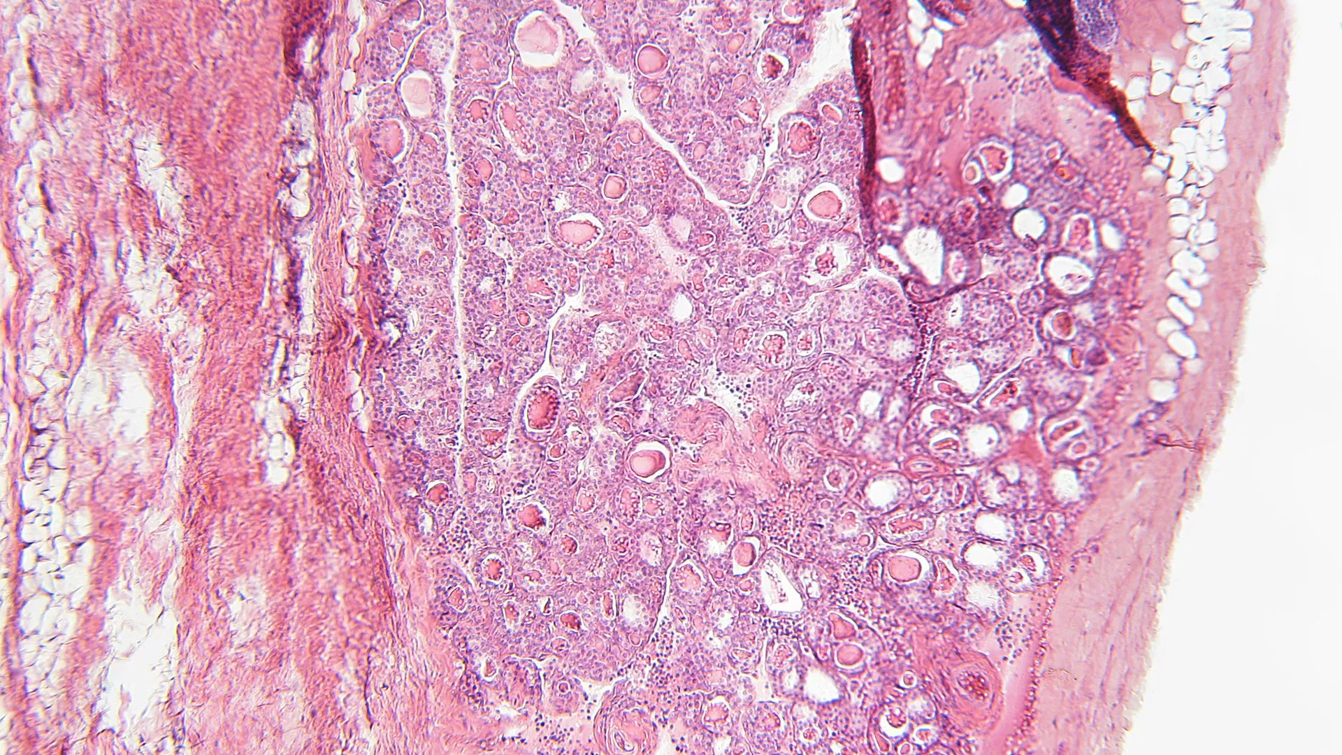 DivyaSingh_lab's tweet card. IntroductionAging is a complex biological phenomenon that drives the progression of numerous chronic conditions, including osteoporosis, which is characteriz...