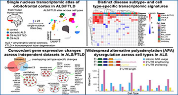 RNASeqBlog's tweet card. RNA sequencing of individual brain cell nuclei reveals widespread genetic and protein network changes in ALS, helping identify mechanisms and potential biomarkers linked to disease progression...