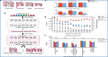 RNASeqBlog's tweet card. RNA sequencing reveals how genetic variants alter RNA G-quadruplex formation, using an RNA language model that links structural changes to differences in gene expression...