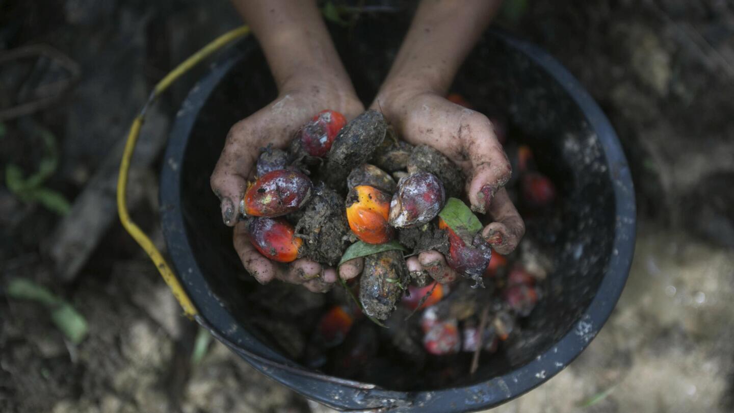 nixonron's tweet card. PENINSULAR MALAYSIA (AP) — Jum’s words tumble out over the phone, his voice growing ever more frantic.