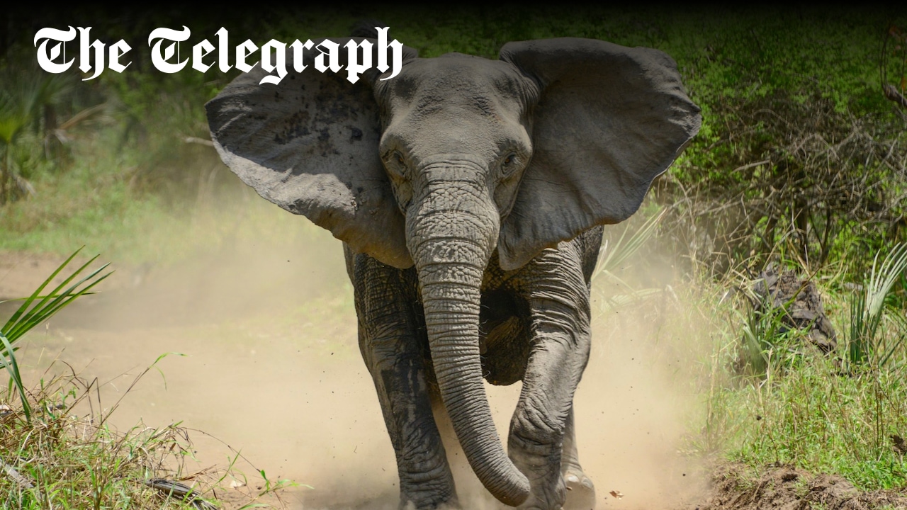 TelegraphWorld's tweet card. Rare genetic condition in Gorongosa National Park in central Mozambique has become far more common after years of hunting