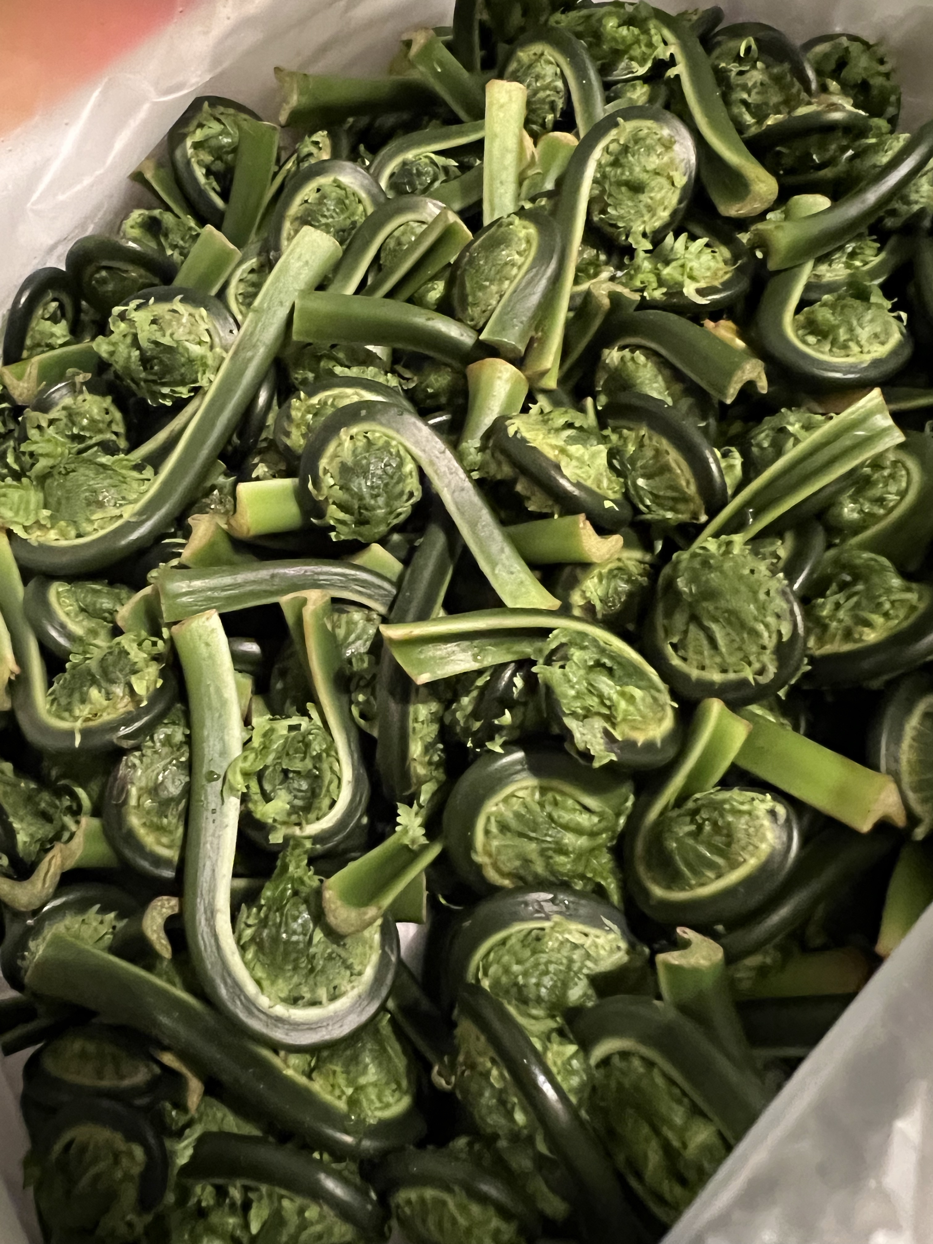 GreenTable's tweet card. 秋田ちば農園産より 秋田山菜、こごみ 届きましたー ってことで フリットから どーぞィ‼︎ 046-257-7…