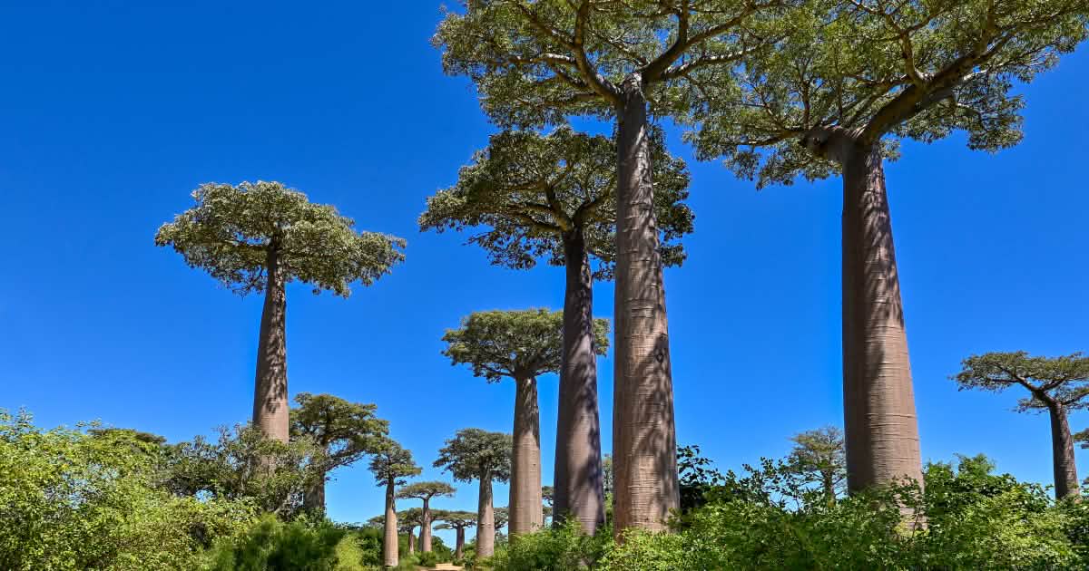 mikechait1's tweet card. Madagascar has raw materials sought by the European Union – including rare earths, graphite, and other elements. The EU considers these critical for the energy transition, digital innovation, and...