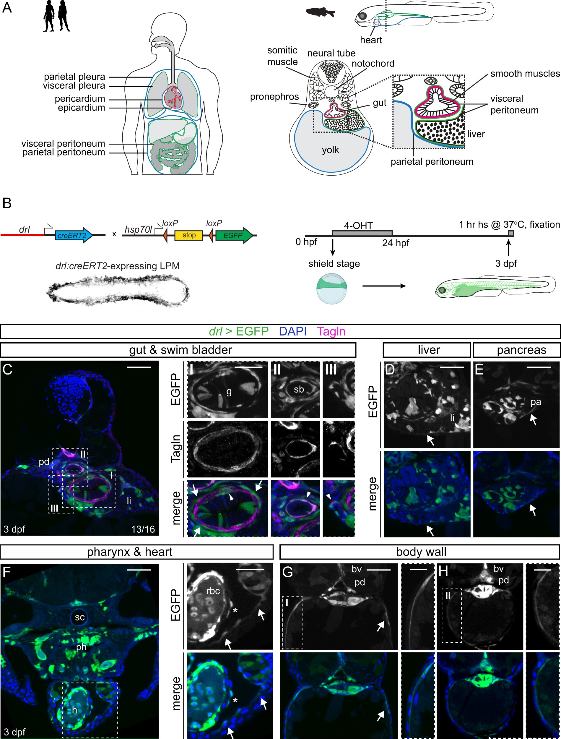 karin_prummel's tweet card. Nature Communications - The mesothelium supports homeostasis and regeneration, yet its development origins remain unclear. Here, the authors uncovered the earliest mesothelium progenitor cells in...