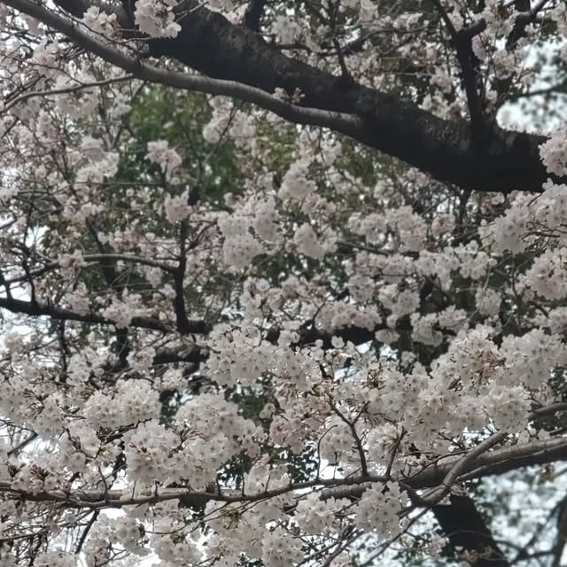 hiyokomama's tweet card. 裏庭 (@hiyoko_hana) • Instagram photos and videos