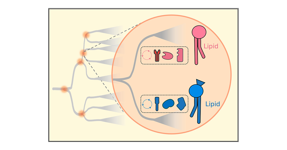 Sankar_Lab's tweet card. Lipids are fundamental to life, serving not only as membrane components but also as key players in signaling, energy storage, and cellular identity. While the well-known “lipid divide” between...