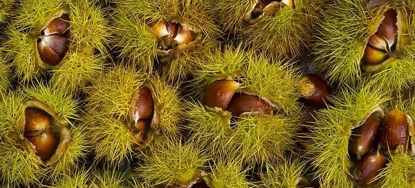 ForagingNetwork's tweet card. What to forage in November. Mushrooms, nuts, and berries are all available to forage in autumn. November provides us with a bountiful harvest