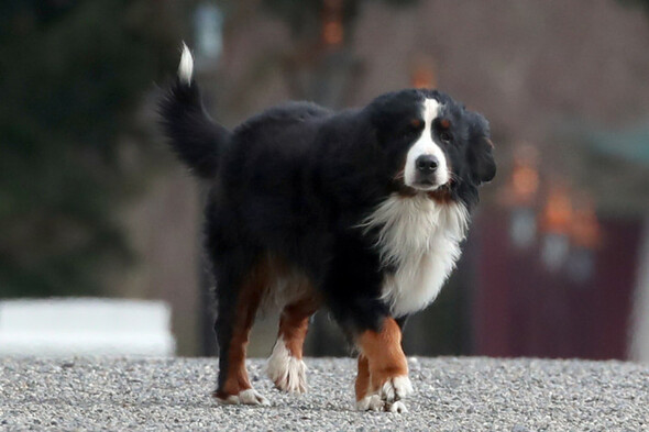 thejournal_ie's tweet card. The president’s Bernese mountain dogs have become a well-known fixture of Áras an Úachtaráin.