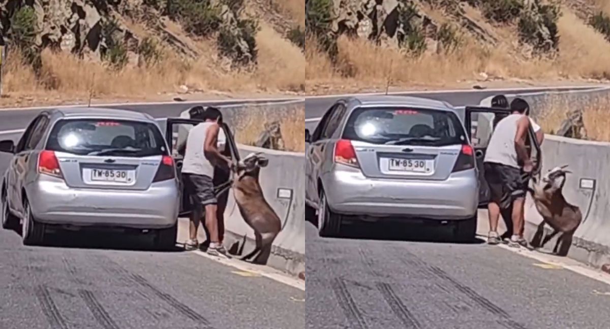 thecliniccl's tweet card. Dos personas fueron grabados in situ mientras robaron un chivo en la mitad de la calle en la Cuesta Barriga en Curacaví.