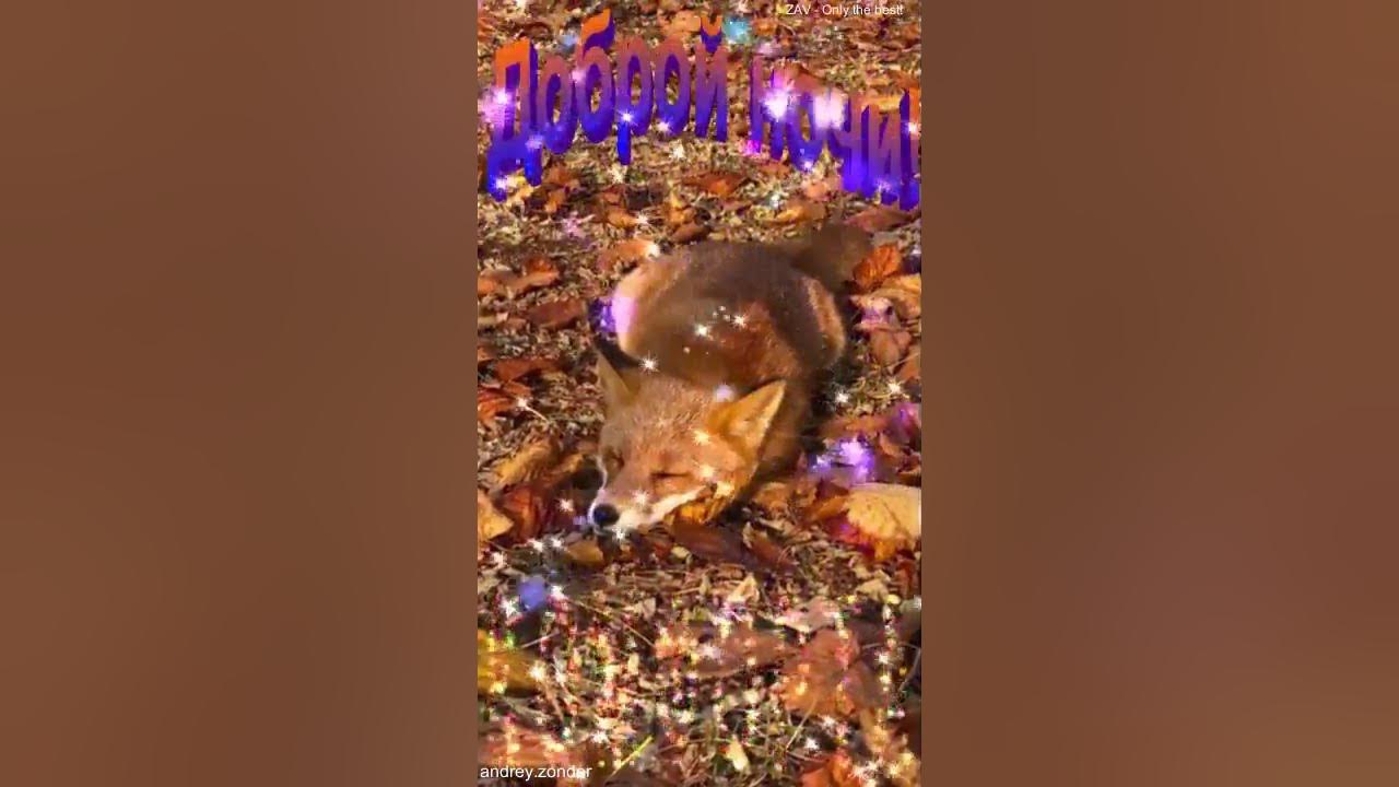 ZonderAV's tweet card. Доброй ночи!) Приятных снов)#добройночи