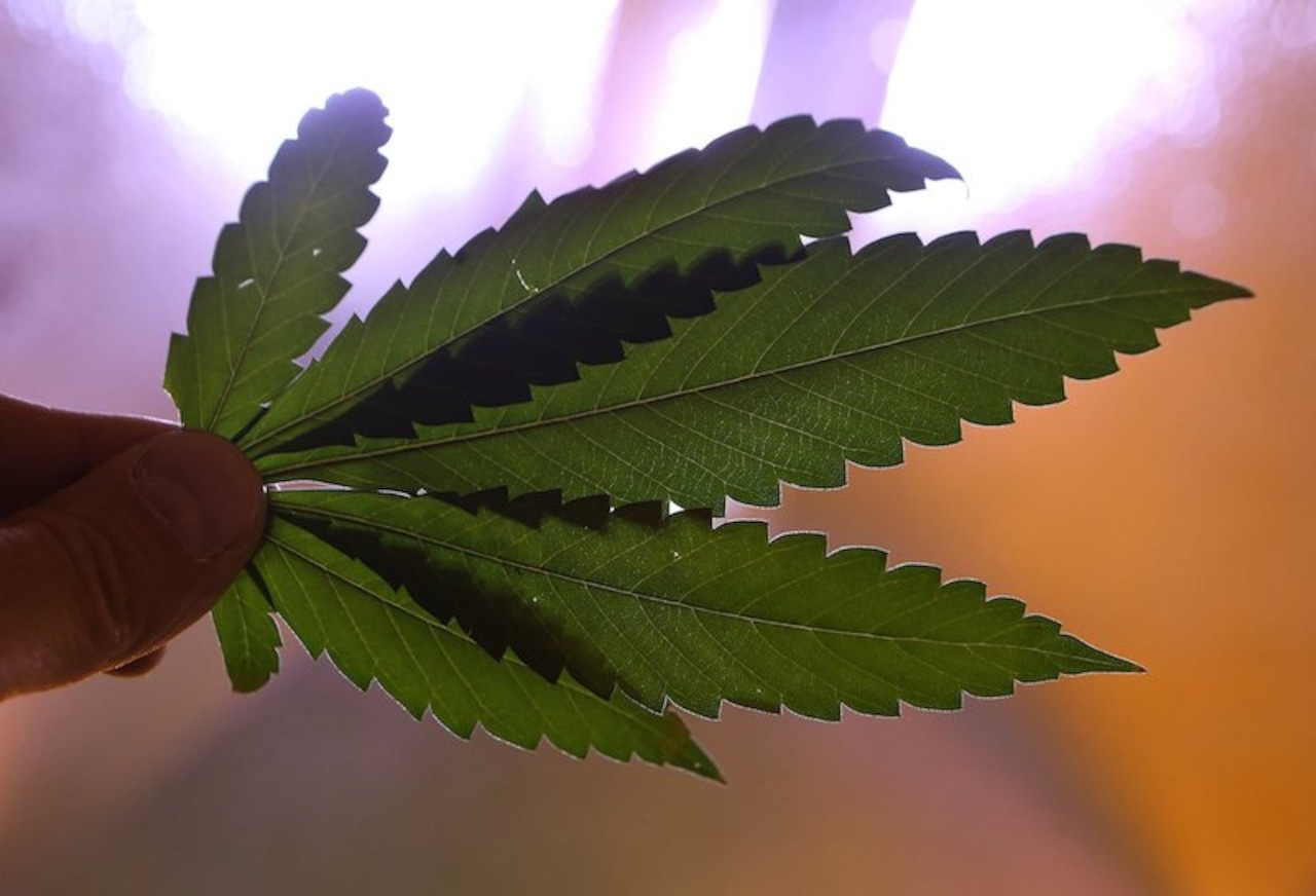 AdvanceLocal's tweet card. The May 13 livestream conversation will revolve what the marijuana and hemp/CBD industries are doing amid coronavirus pandemic, while looking ahead at the Nov. 3 national elections.