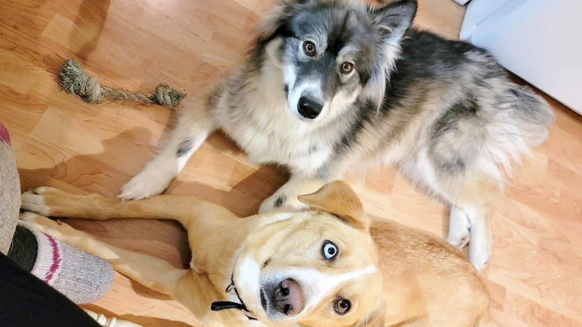 colasente's tweet card. Il a fait euthanasier deux chiens du voisinage au lieu de ceux qui étaient condamnés par la Municipalité des Îles-de-la-Madeleine.