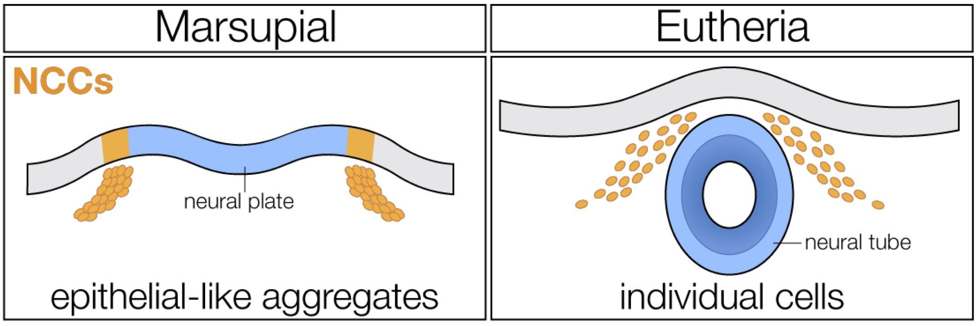 preLights's tweet card. Those who migrate together, develop together: Marsupial cranial neural crest cells migrate as epithelial-like sheets to form craniofacial structures, providing a potential mechanism that promotes...