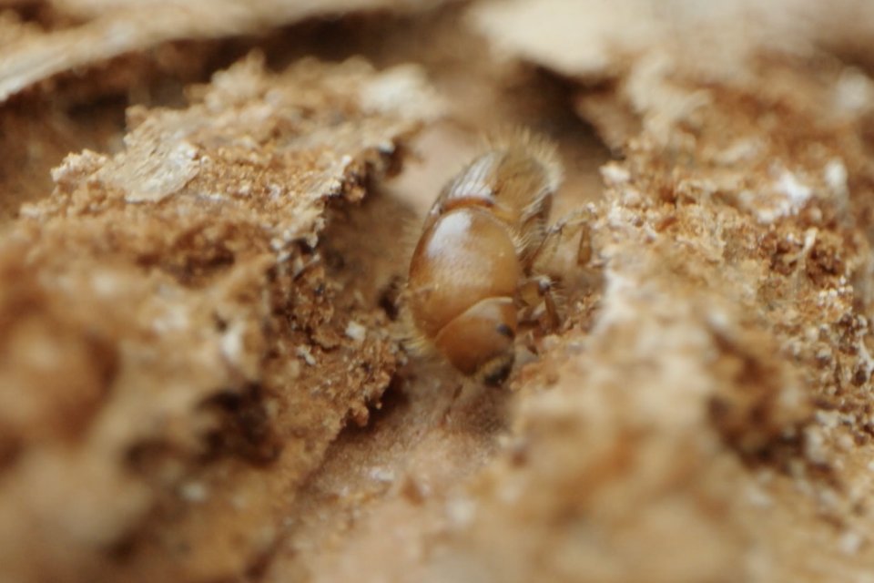 plantchief's tweet card. Killer spruce tree pest has now been successfully eradicated from all 13 outbreak sites in England identified in 2021