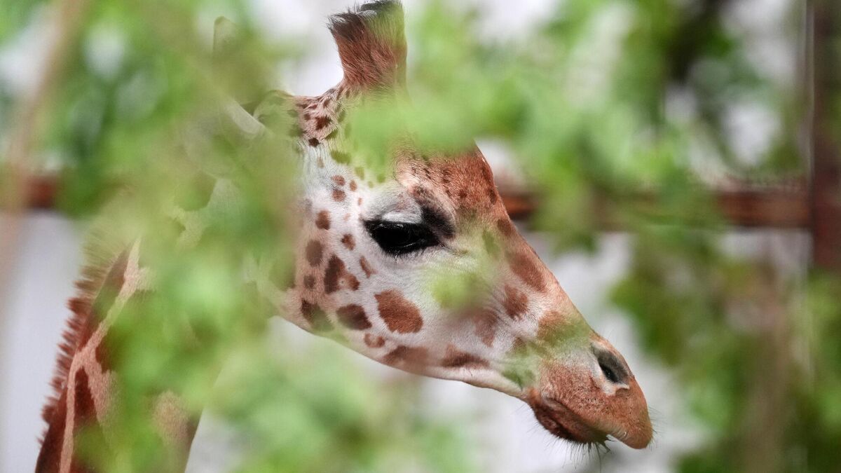 ExaminerBiz's tweet card. Fota is currently closed due to outbreak of bird flu