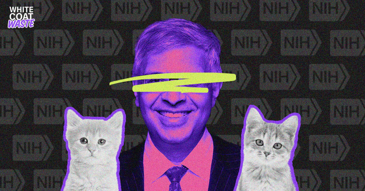 lisaelyea's tweet card. A new White Coat Waste investigation exposes a brutal betrayal: The National Institutes of Health (NIH) renewed lethal heart failure experiments on kittens—just days after claiming it would ‘phase...