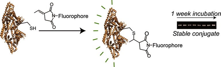 Dimpy_IISERB's tweet card. In stable bioconjugation: A variety of exocyclic olefinic maleimides have been prepared from endocyclic olefinic maleimides under solvent-free conditions by 4-nitrophenol-mediated catalysis. These...
