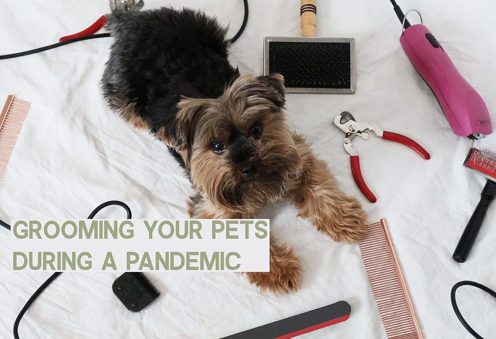 Sharpaction5's tweet card. Your pets will need you now more than ever. Leaving their un-managed coat alone will only make things worse. Take care of your dogs coat.