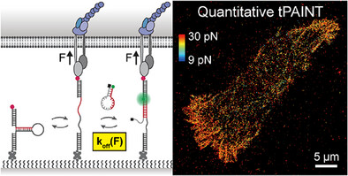 IsaacLiLab's tweet card. Quantitative tension PAINT (qtPAINT) is a new method to quantify molecular tension at super-resolution by exploiting force-dependent DNA oligonucleotide dissociation kinetics. Combining hairpin...