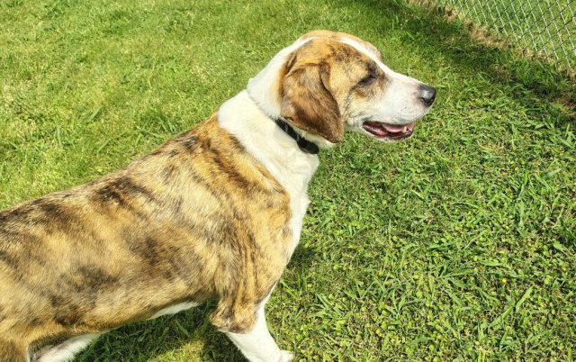 alnewsbeacon's tweet card. This week, we are featuring another dog from the Greater Huntsville Humane Society (GHHS) who is looking for a family of their own, Sage!