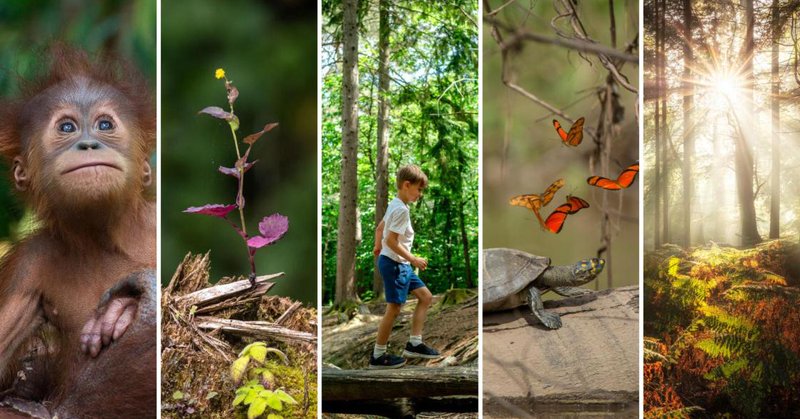 Tweet card summary image